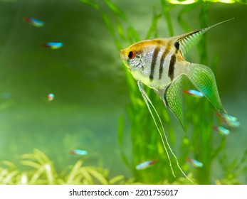 Floating Pterophyllum scalare or angelfish in tank. Freshwater aquarium fish with shiny scales.