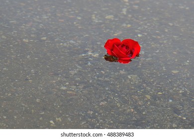 Floating Rose Stock Photo 488389483 | Shutterstock