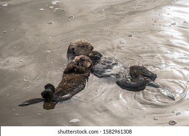 Floating Sea Otter Mom And Pup