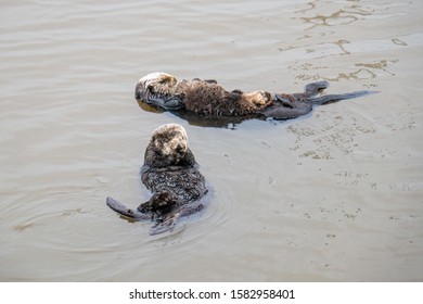 Floating Sea Otter Mother And Pup