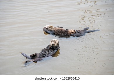 Floating Sea Otter Mother And Pup