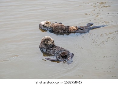 Floating Sea Otter Mother And Pup