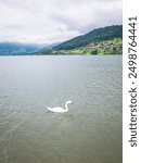 Floating swan in Lake Sarnen in Obwalden canton, Switzerland