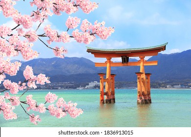 Floating Torii gate (O-Torii) and branch of the blossoming sakura with white flowers, Itsukushima Shrine, sacred Miyajima island, Hiroshima, Japan. UNESCO world heritage site