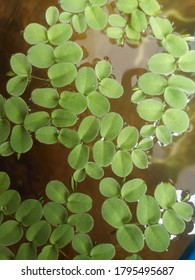 A Floating Watermoss Aquatic Plant