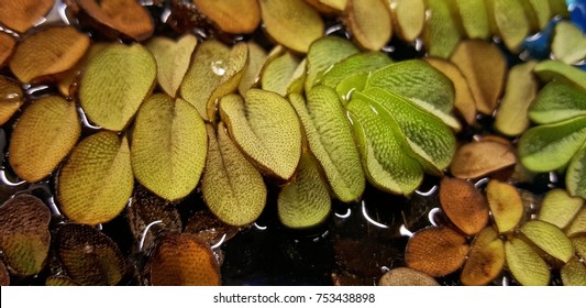 Floating Watermoss Close Up