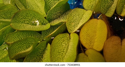 Floating Watermoss With A Water Drop On It 