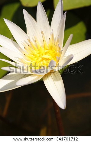 floating white lotus