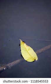 Floating Yellow Leaf