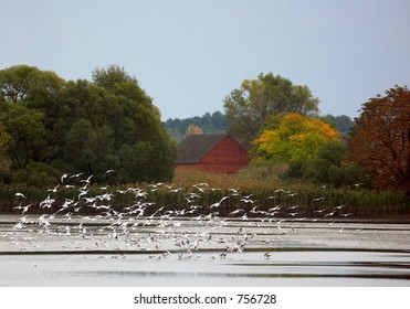 Flock