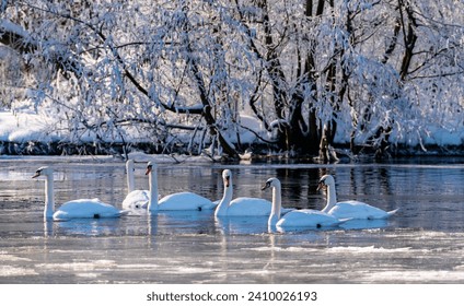 Flock of 6 swans (Cygnus olor) gliding on freezing calm water of ice cold river Ruhr in Sauerland Germany on a cold winters morning. Snowy and romantic scenery with bright sunlight and wild water fowl - Powered by Shutterstock