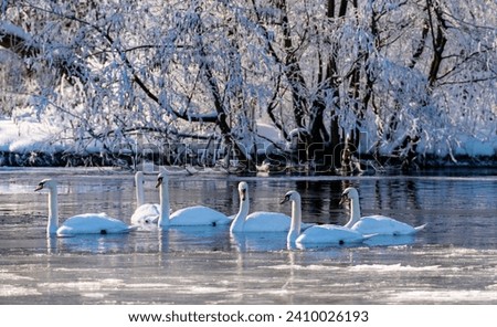 Flock of 6 swans (Cygnus olor) gliding on freezing calm water of ice cold river Ruhr in Sauerland Germany on a cold winters morning. Snowy and romantic scenery with bright sunlight and wild water fowl