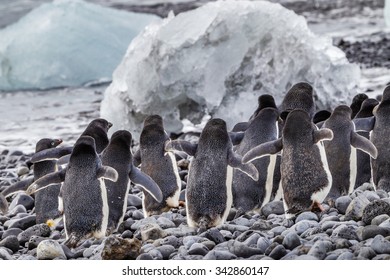 Flock of adele penguins run from sea