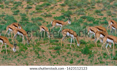 A flock of African antelopes eat grass. Beautiful photo in 4K
