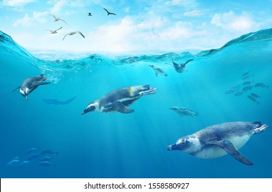 A flock of African penguins diving among fish. Ocean underwater with marine animals. Sun rays passing through the water surface.
