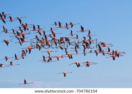 Similar – Rosa Flamingos fliegen durch den Himmel von Guajira Kolumbien.