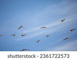 Flock of American golden plovers (Pluvialis dominica) in flight through a blue sky; copy space at the top