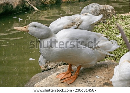 A flock of american pekin ducks and geese enjoying a peaceful moment in nature, swimming on the lake with their beaks poking out of the waters surface.