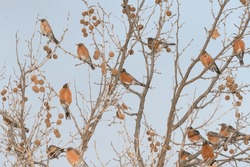 A Flock Of American Robins Perched On Branches. 
