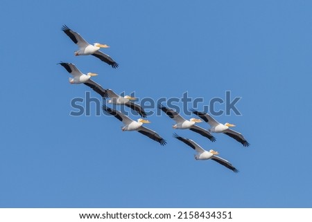 A flock of American White Pelicans flying over the Mississippi River, USA against clear blue sky