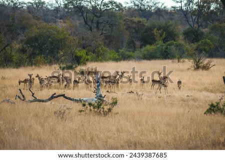 flock of antilopes in the grassland of kruger national park, south africa