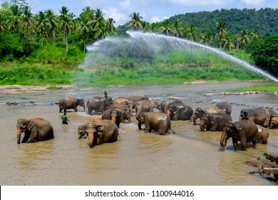 3,275 Pinnawala Elephant Orphanage Images, Stock Photos & Vectors ...