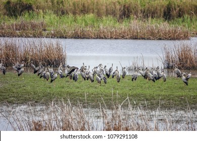 Flock of Asian Openbill Birds (Anastomus oscitans) in Nature at Thale Noi Waterfowl Reserve Lake, Thailand