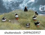 The flock of Atlantic puffins, common puffins - Fratercula arctica - on the rock at cliff with blue seawater in backgroud. Photo Latrabjarg sea cliff in Iceland.