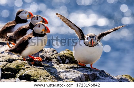 The flock of Atlantic puffins are standing on a cliff under sunlight. Farne Islands, Northumberland England, North Sea. UK