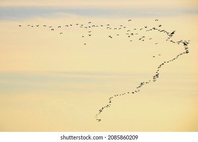Flock or band, or also flock, group of birds of the same species.