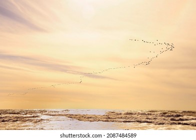 Flock or band, or also flock, group of birds of the same species.