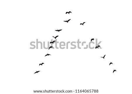 Similar – 36 Vogel Vogelschwarm