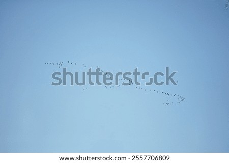 Similar – Image, Stock Photo Flock of barnacle geese