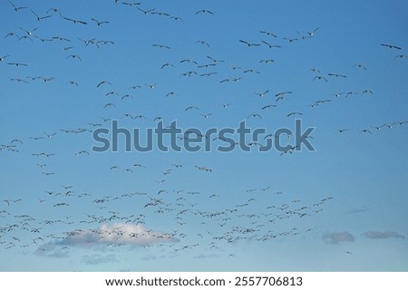 Similar – Image, Stock Photo Flock of barnacle geese