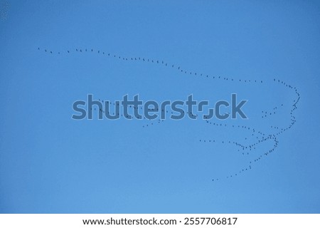 Similar – Image, Stock Photo Flock of barnacle geese