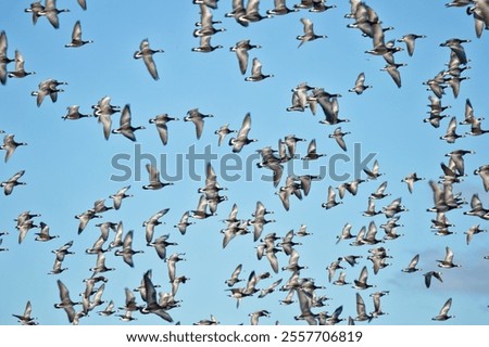 Similar – Image, Stock Photo Flock of barnacle geese