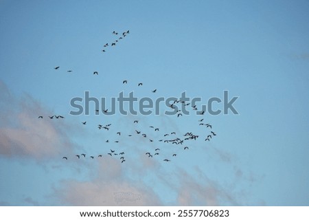 Similar – Image, Stock Photo Flock of barnacle geese
