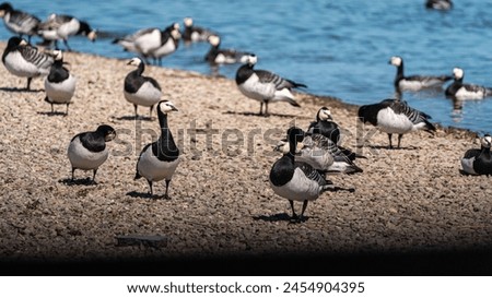 Image, Stock Photo Flock of barnacle geese