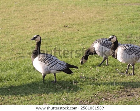 Similar – Image, Stock Photo Flock of barnacle geese