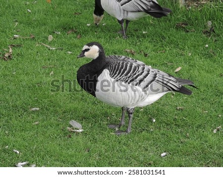 Similar – Image, Stock Photo Flock of barnacle geese
