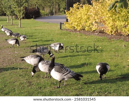 Similar – Image, Stock Photo Flock of barnacle geese