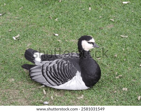 Similar – Image, Stock Photo Flock of barnacle geese