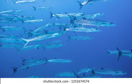 Swimming with Barracudas