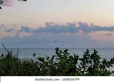 A Flock Of Bats Flying Out Off The Cave To Hunt In Bali, Indonesia. The Sunsets Colors Painting The Sky. Endless Number Of Small Bats. There Are A Lot Of Plants In The Front. Calm Sea