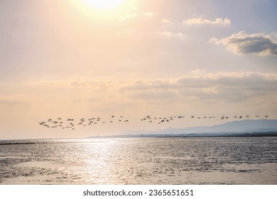 A flock of beautiful flamingos silhouettes walking on the beach of Alexandroupolis Evros Greece, golden hour sunset colors. - Powered by Shutterstock