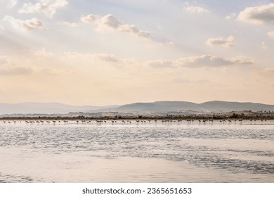 A flock of beautiful flamingos silhouettes walking on the beach of Alexandroupolis Evros Greece, golden hour sunset colors. - Powered by Shutterstock