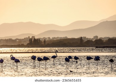 A flock of beautiful flamingos silhouettes walking on the beach of Alexandroupolis Evros Greece, golden hour sunset colors. - Powered by Shutterstock