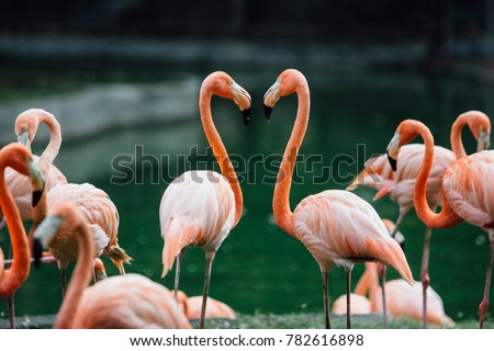flock of beautiful pink flamingos in love near the river. Sign of the heart. St. Valentine's Day.