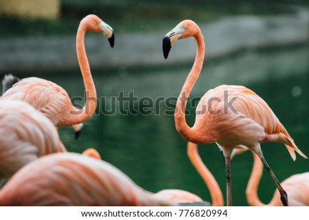 flock of beautiful pink flamingos near the river.