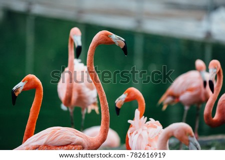 flock of beautiful pink flamingos near the river.
